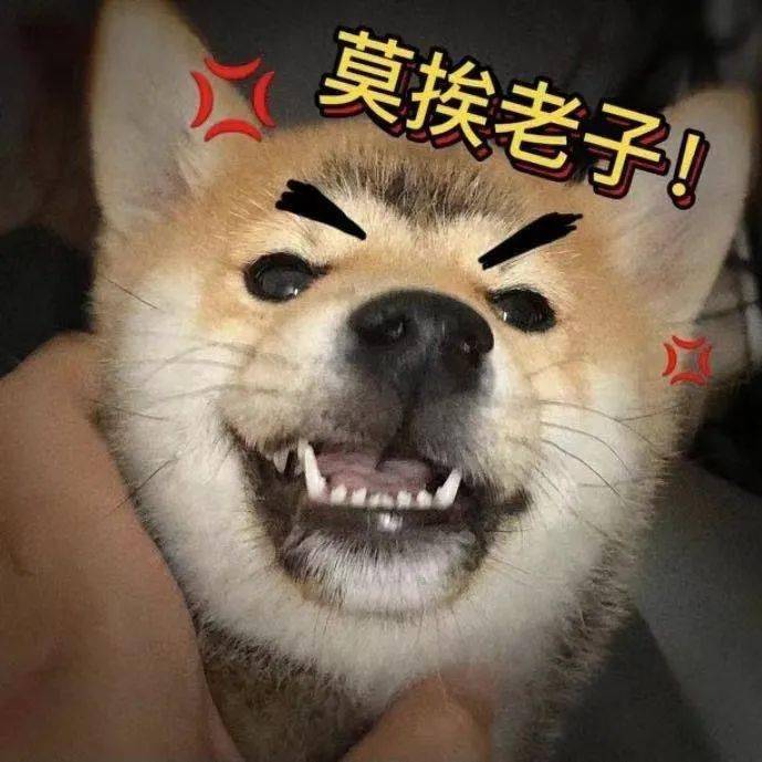表情包你是不是外面有狗了
