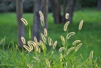 上海|十月需警惕花粉过敏