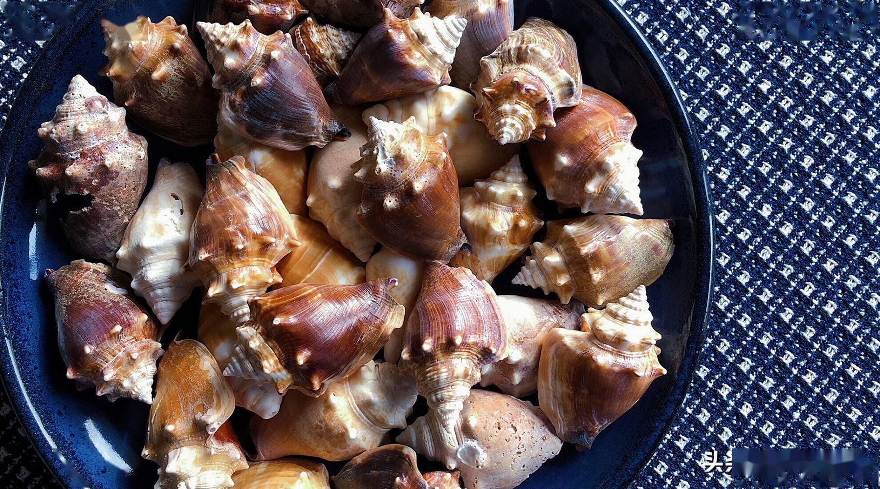 田螺尾部是精华海螺尾部全是黄你信吗