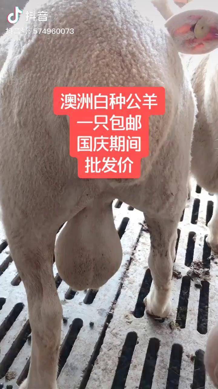 纯种澳洲白种公羊澳洲白种公羊一只包邮欢迎各位朋友选购
