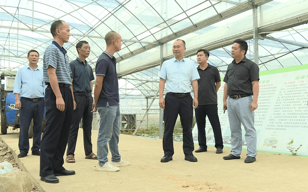 10月9日,县委书记蓝贤林深入晨光镇高布村,河角村调研产业发展,乡村