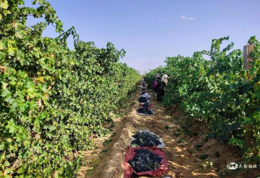 民勤县大坝镇城西村酿酒葡萄成熟上市!