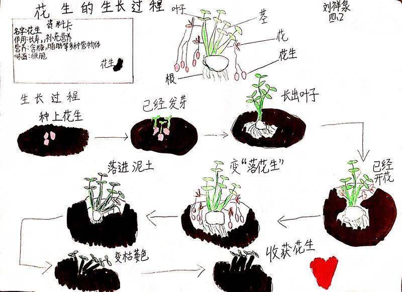 花生种子萌发过程图片图片