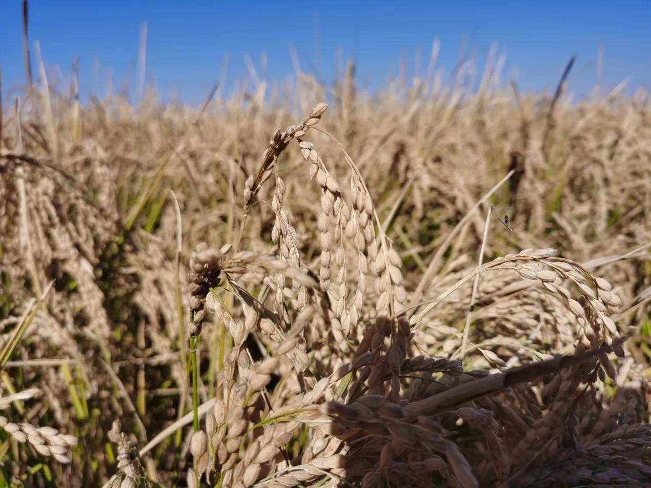 盐碱地里稻花香 蟹稻共养丰收忙_水稻