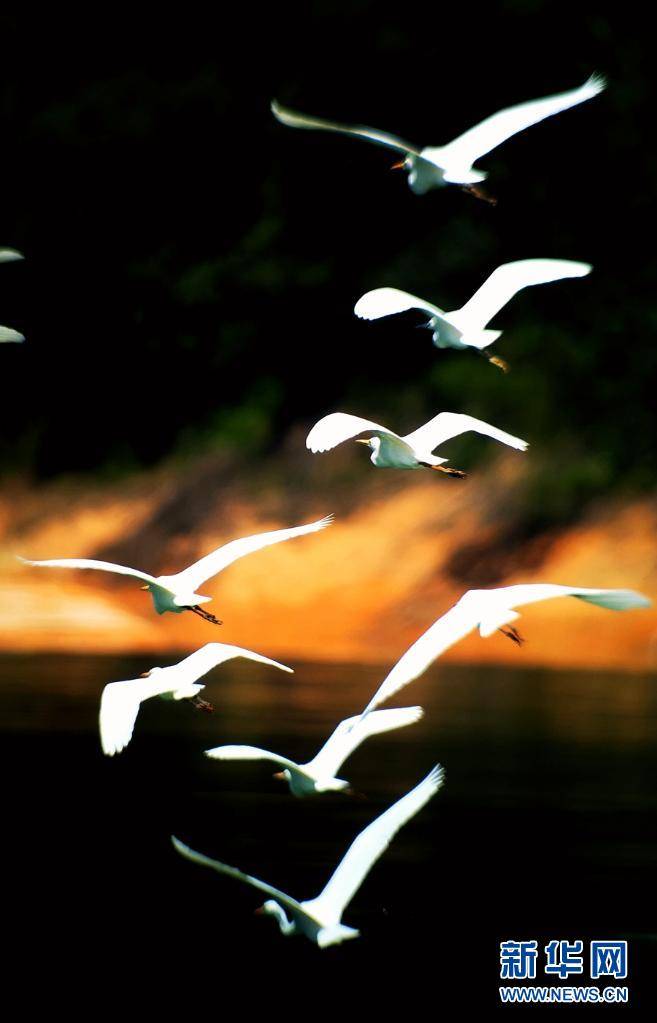 生物多样性之美丨白鹭来了,并徘徊于这片原生秘境!
