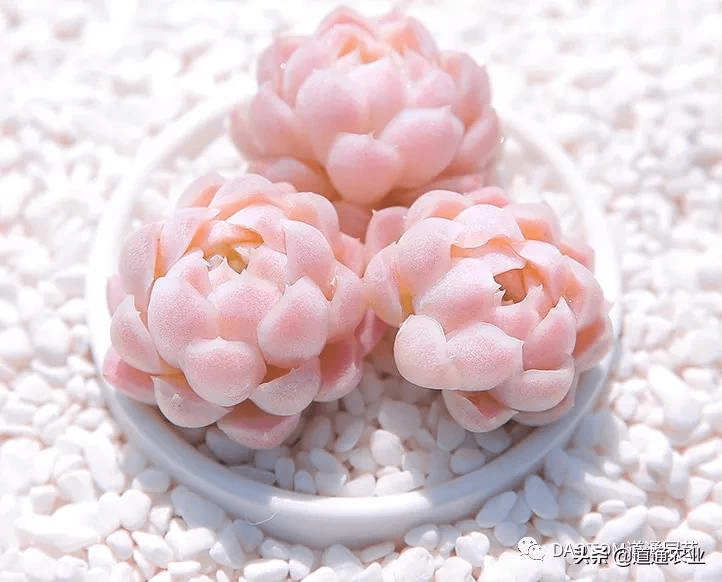 粉色系多肉撩人推荐激活你的桃花运