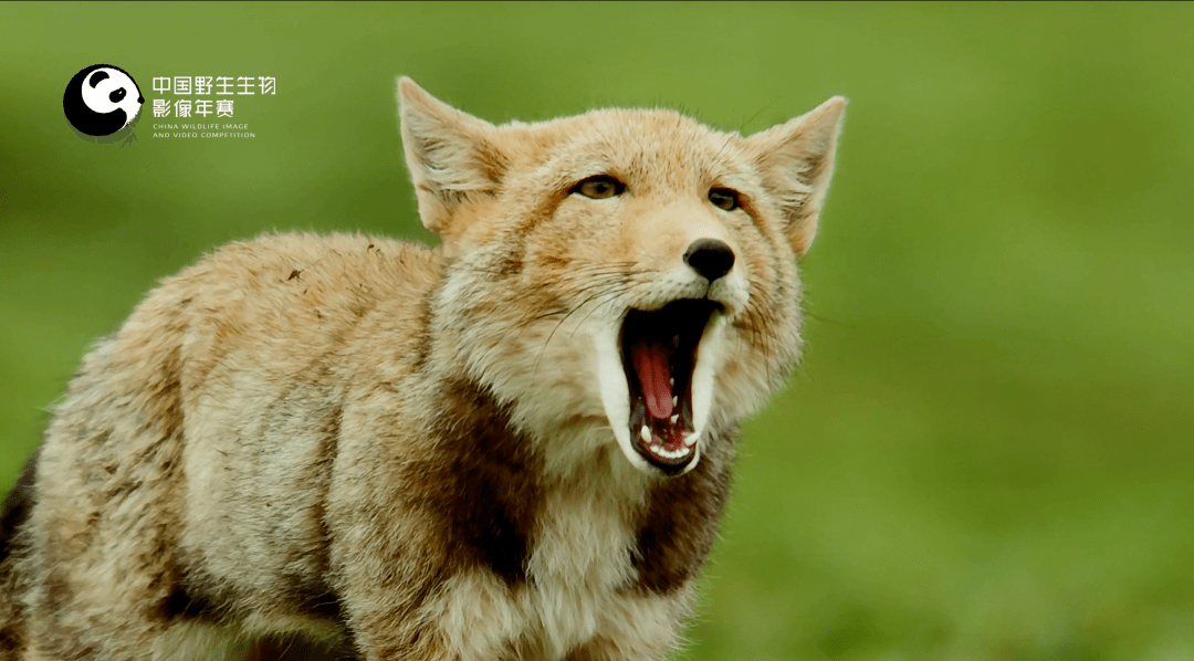 热门"表情包"主角-藏狐   中国野生生物影像年赛