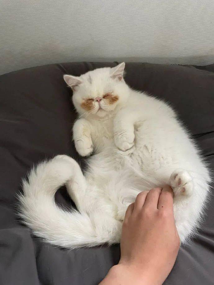自带铲屎官家的加菲猫竟然自带腮黄