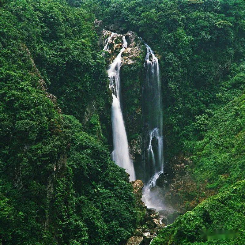 紫唇姜、希陶木、火焰兰…… 这些珍稀植物在玉溪活得很滋润！