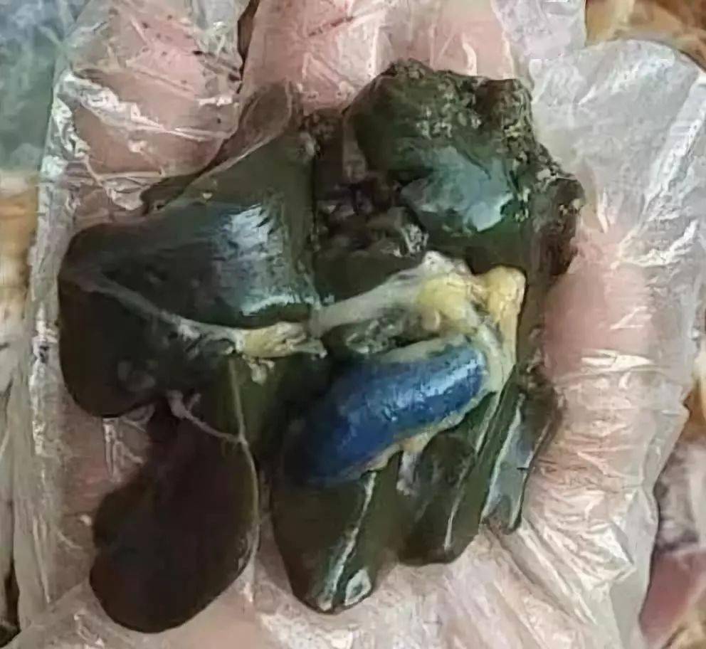 霉菌毒素对鸡的危害及防控措施_黄曲霉