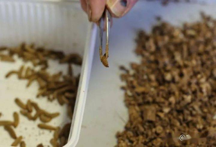 黑水虻，为什么是一种发展前景很好的昆虫？