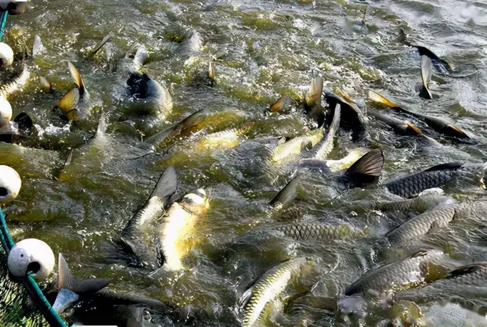 鱼塘怎么混养,最合理,产量最高?_养殖