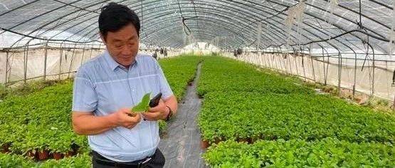 青州山旮旯里刨金能人--赵盛礼_种植