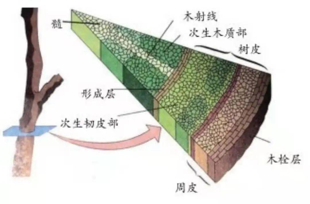木质部韧皮部结构图图片