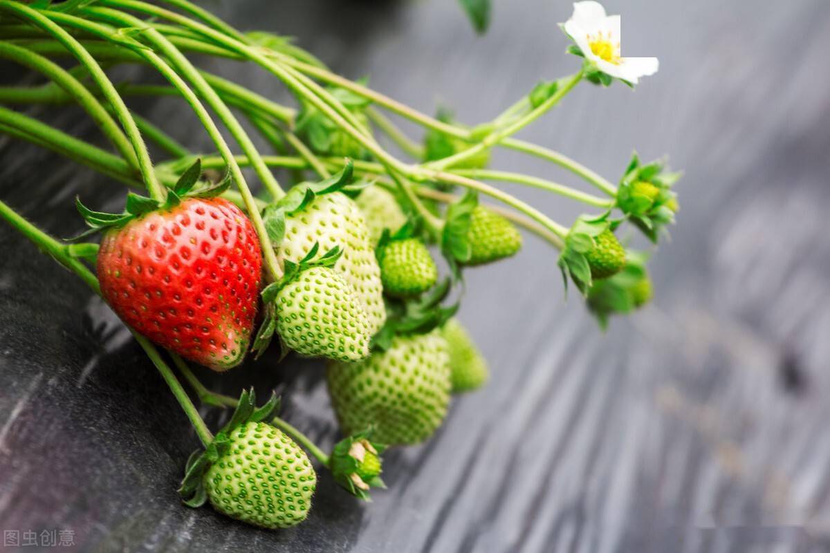 什么时候种草莓是最佳时期 64e3e789aea74fac91a9ff356ed24ca5.jpeg