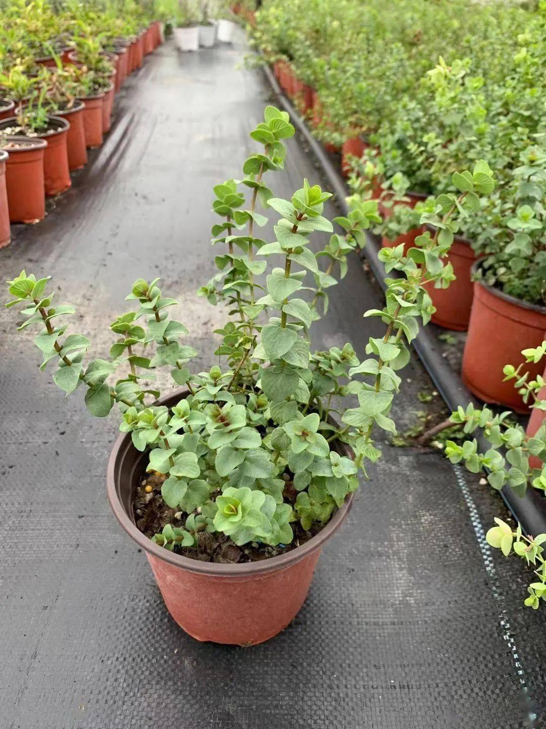 新品观赏牛至肯特美女小众却又高级的园艺植物值得团