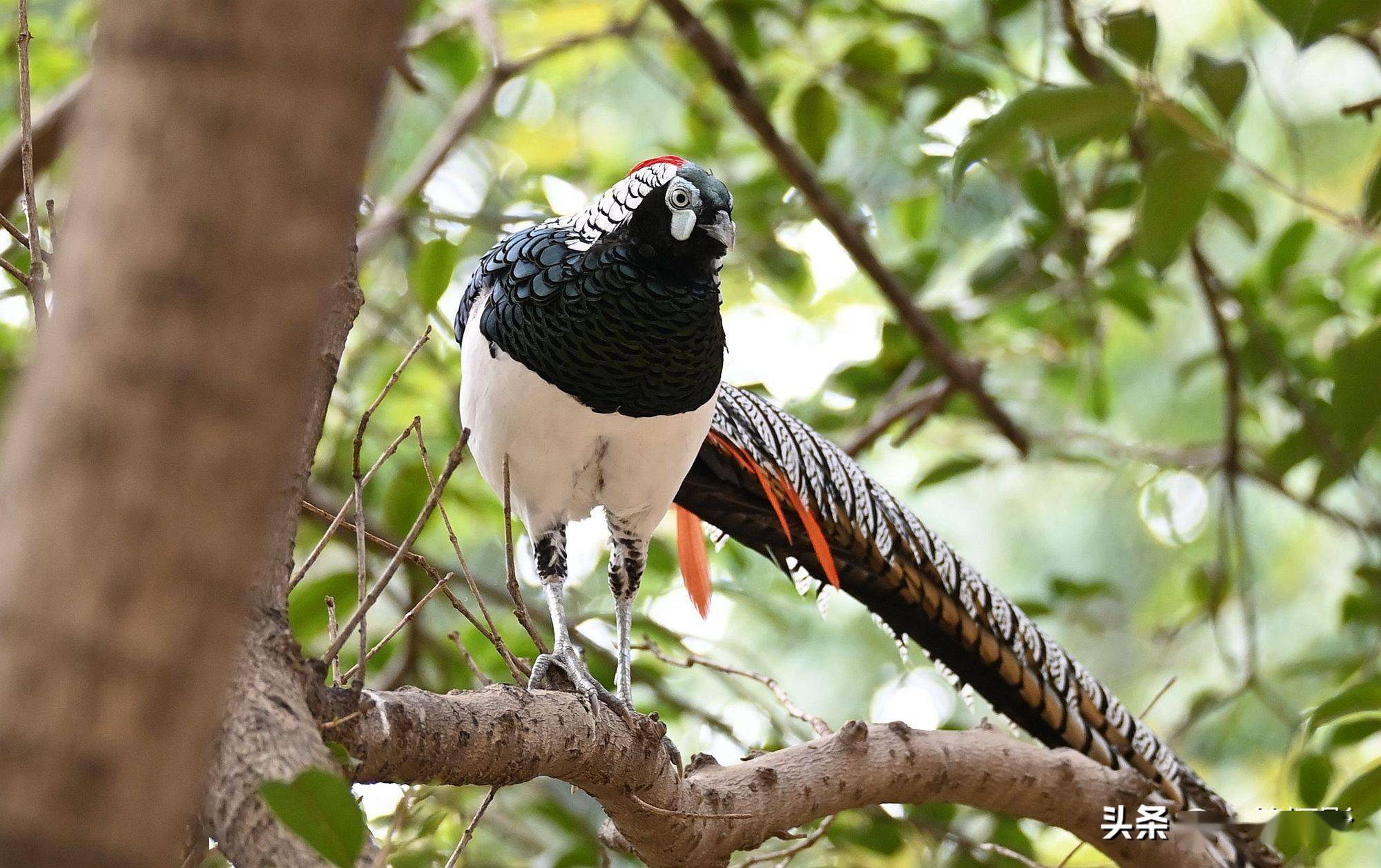 树上的白腹锦鸡