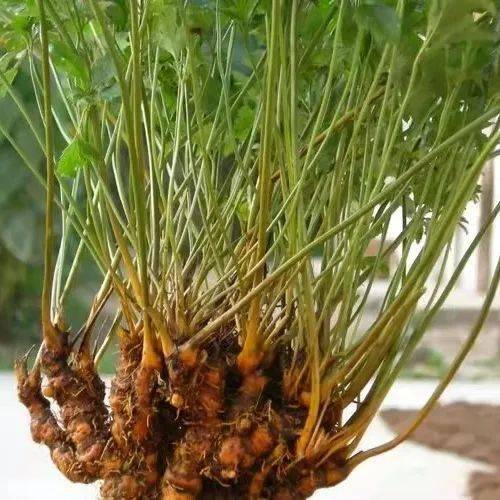 黄连苦?石柱尝到它的"甜".若问利川如何赶,强强联手我看行_黄水