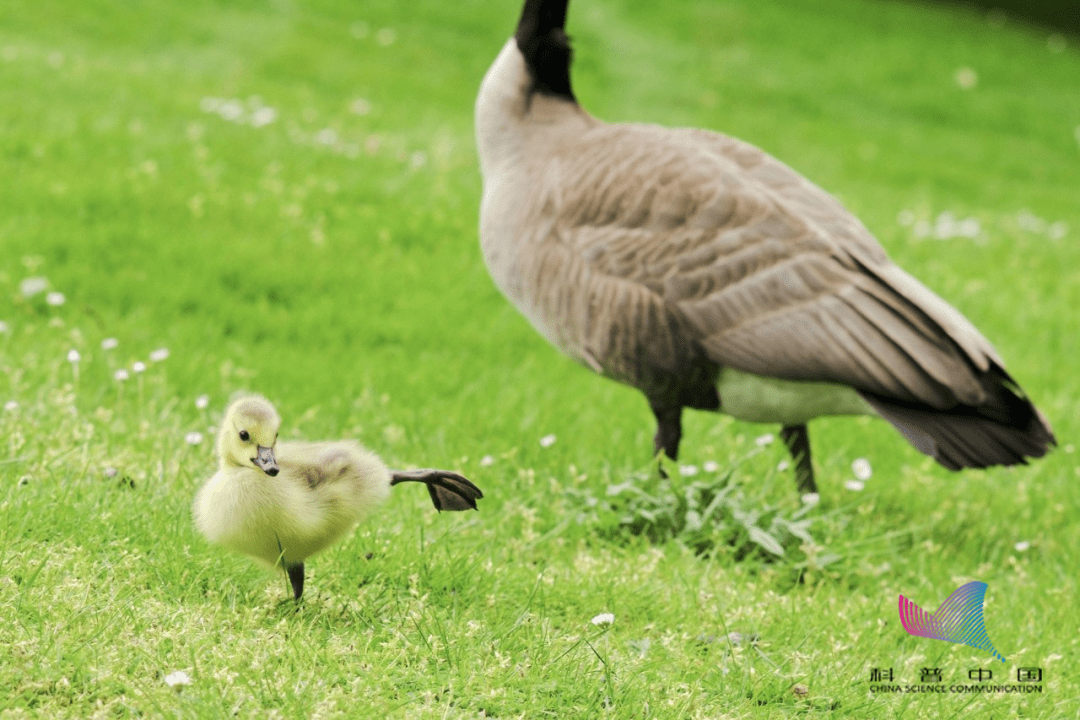 啥是鹅食草 a6c7339bb9574365ac61e52e3850e5f4.png