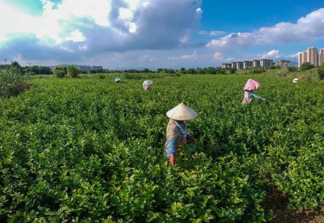 2014年4月,福州茉莉花与茶文化系统被联合国粮农组织列入"全球重要