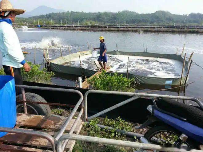 虾苗淡化要注意什么?三种最有效的外塘南美白对虾淡化操作流程_养殖