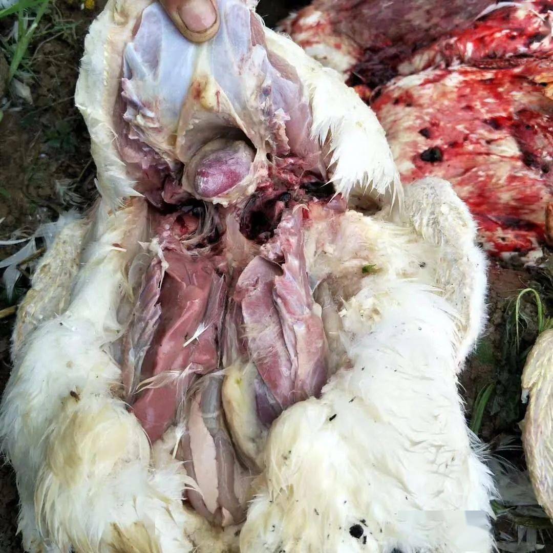 在养鹅过程中如果出现鹅浆膜炎,小编温馨提示使用感益康 浆杆康,24