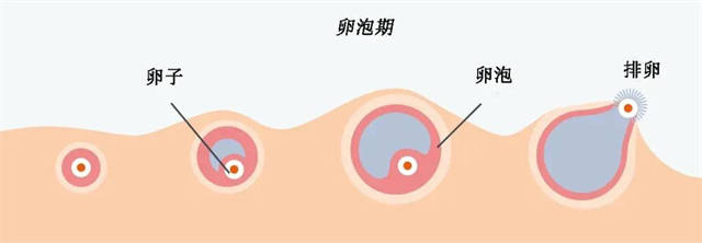 女性有这3种表现 暗示身体不排卵 情况