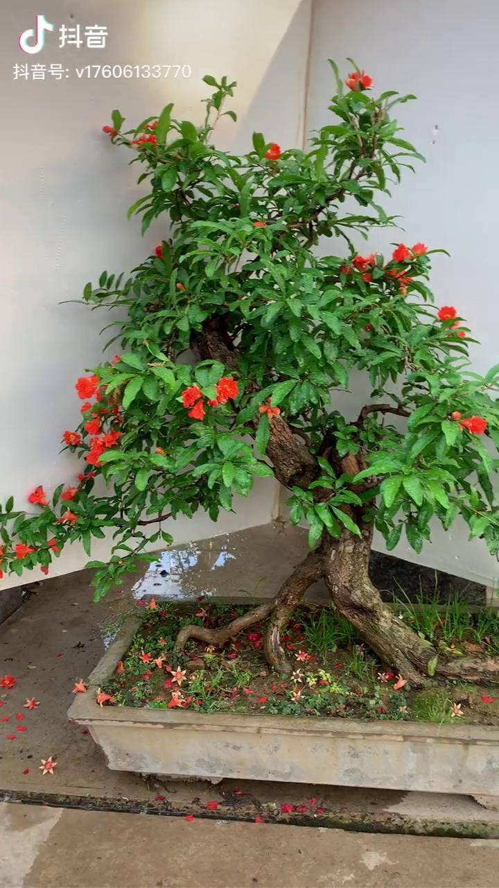 大红袍石榴老桩,开花结果,寓意多子多福