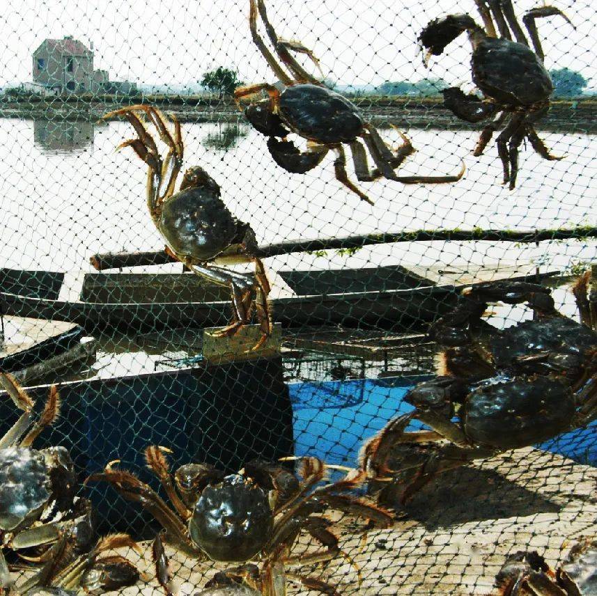 螃蟹批发基地