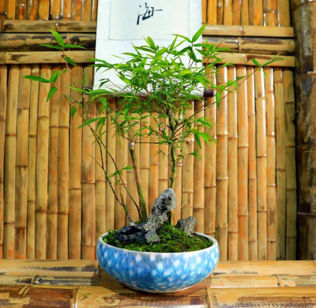 家庭筇竹盆栽方法图片