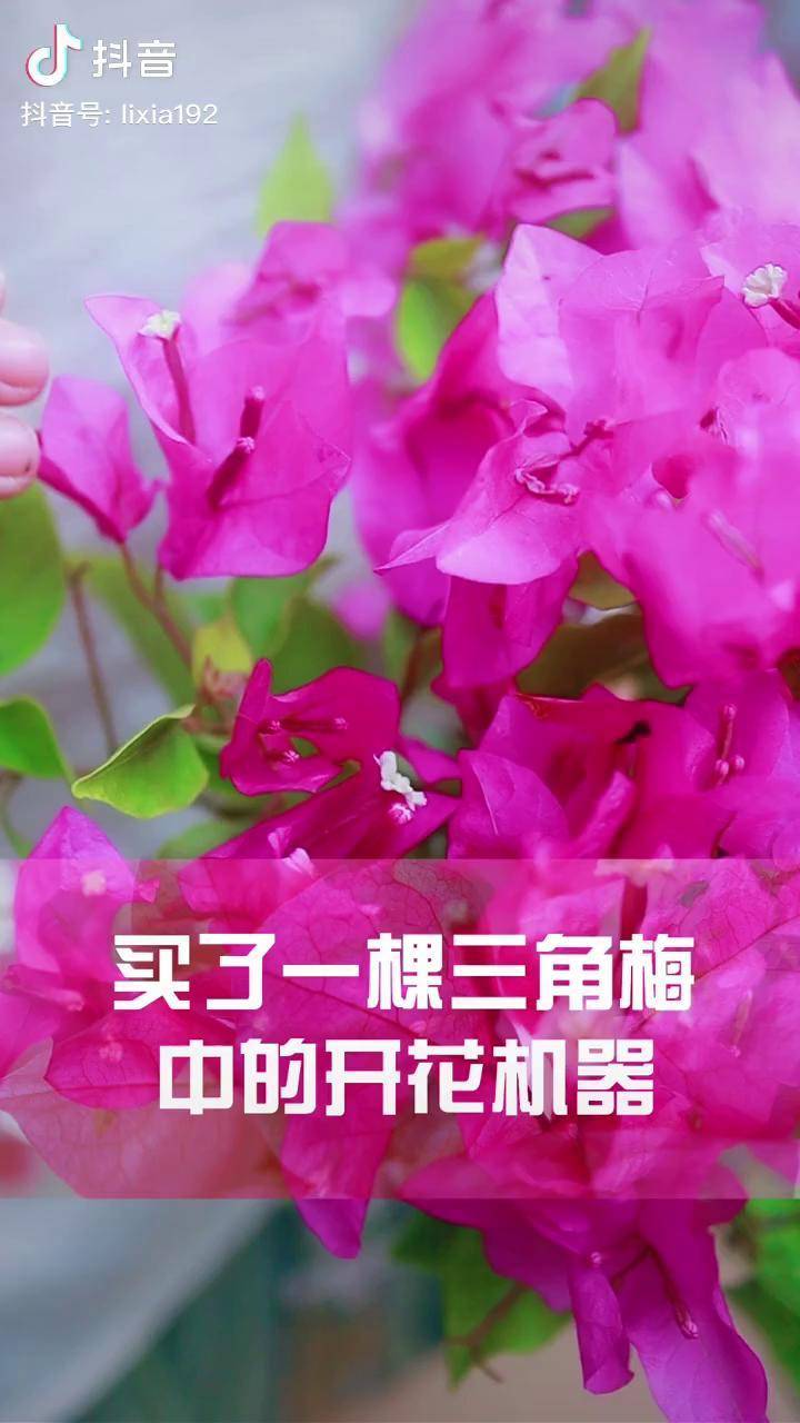 花卉绿植洋红公主简直就是三角梅中的开花机器而且更好养喜欢的可以