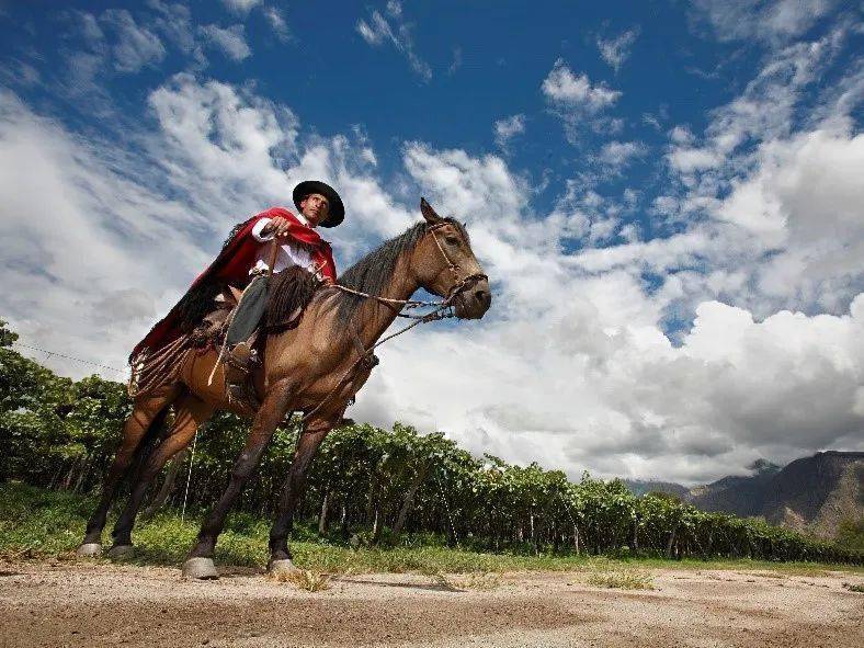 全球|带人带酒跨越三个城市,2021阿根廷葡萄酒巡展都有哪些亮点?