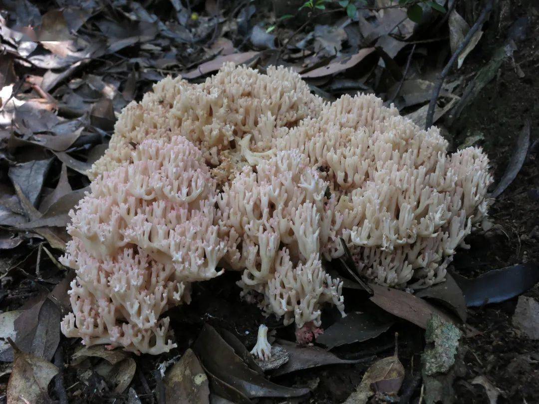 百山祖国家公园发现全球大型真菌新物种