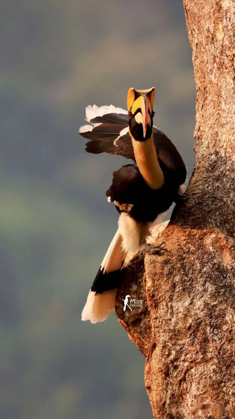 佳能eos r5寻找密林中的金盔武士_犀鸟