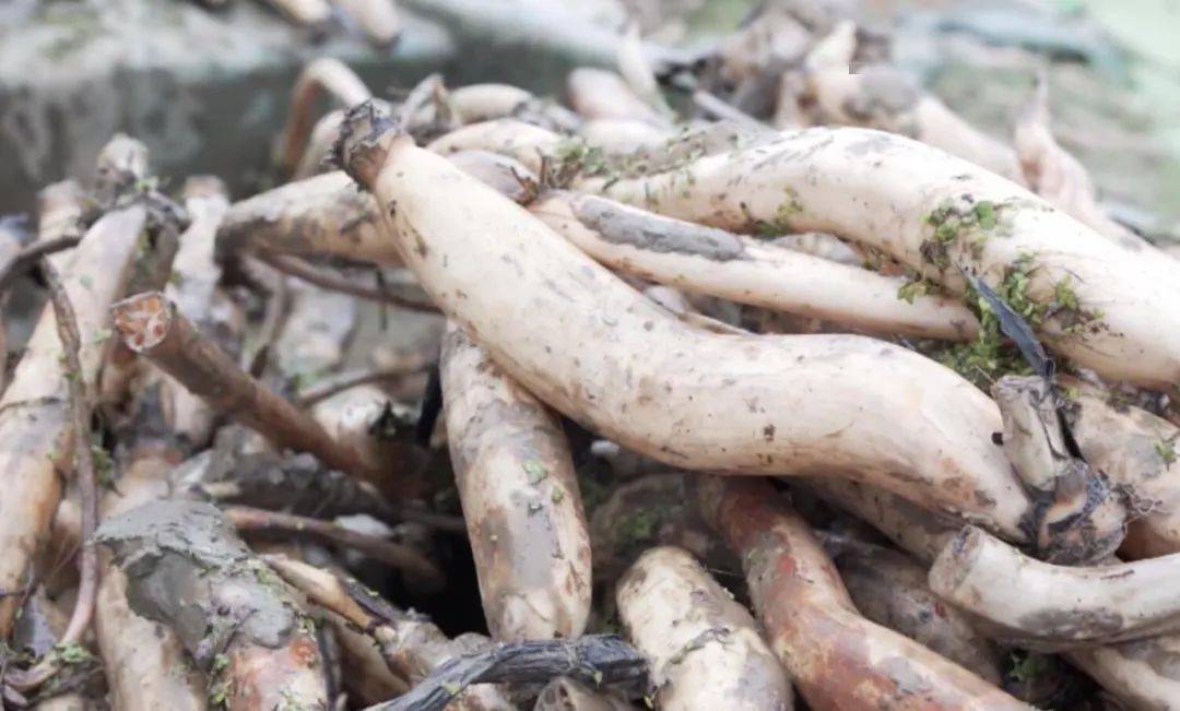 村里有位发明家野藕塘里种出2000万