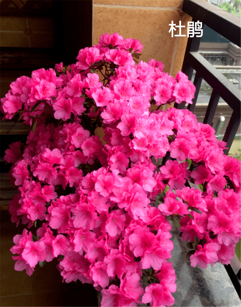 吸甲醛的绿植第一名 fa62f69a2ff34d85b8f19d3abe994b53.png