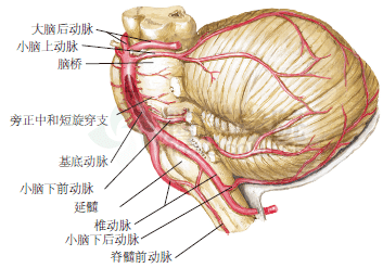 骶正中动脉图片