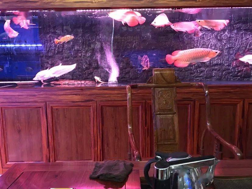 壮观| 在巨缸里养九条龙鱼,太壕了!