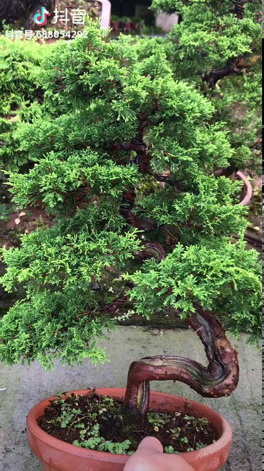 原本细雨川喜欢的