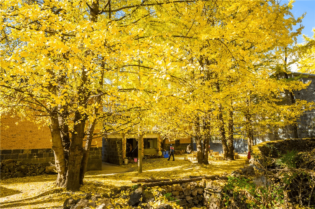 六百年腾冲银杏村:"一棵树"燃爆一座城的"金色梦想"