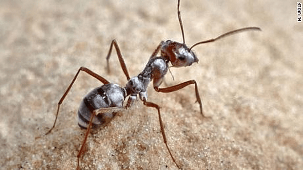 但是在撒哈拉沙漠有这样一种蚂蚁,每秒移动的速度接近1米(精确点来说