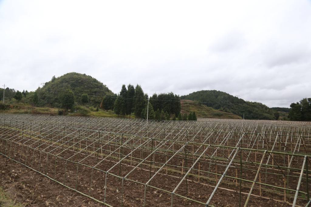 黔西市甘棠镇田间地头搭棚忙