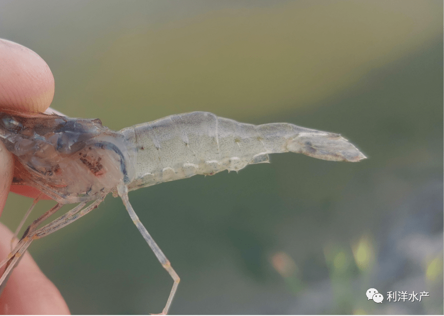 【虾类专题】青虾养殖中后期,如何防治烂鳃?