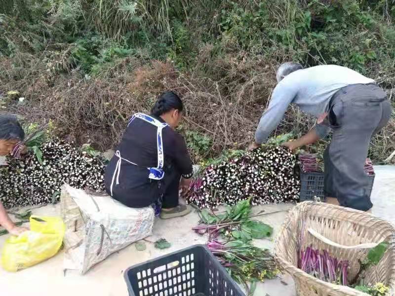 织金熊家场镇红菜苔种植喜丰收 贫困户