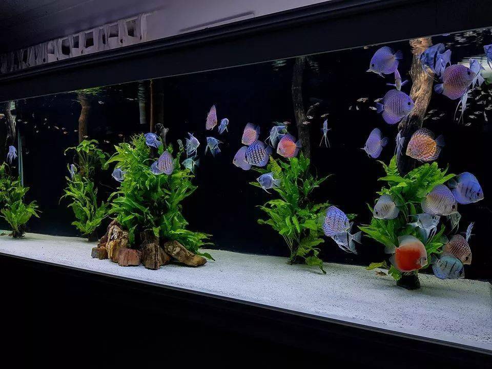 发烧友的鱼房应该是这样的才对