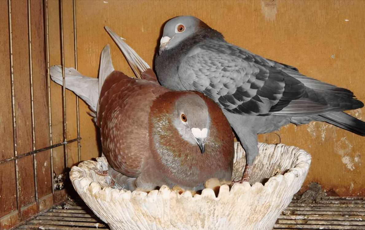 鸽子繁殖下蛋期间这些问题要注意