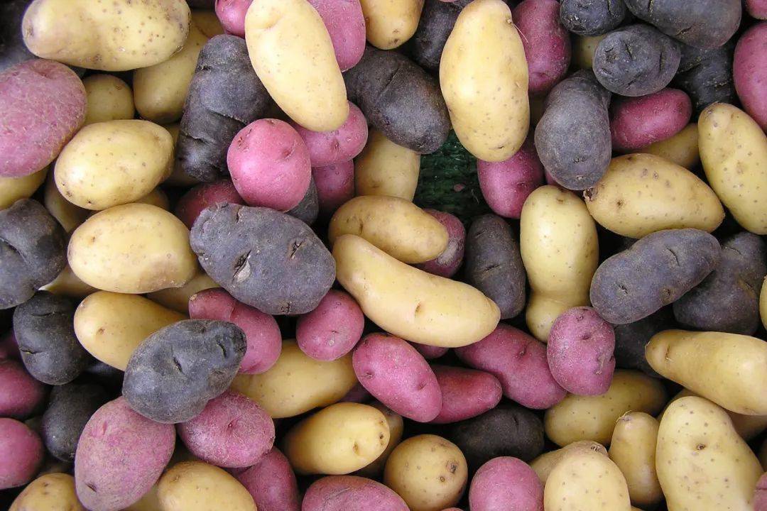 图⑧ 土豆图⑨ 土豆图⑩ 各种土豆块茎旱金莲,胭脂薯和酢浆薯,连同