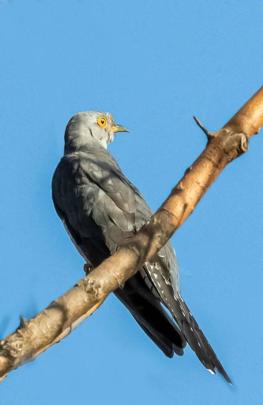 山西鸟类图鉴大杜鹃