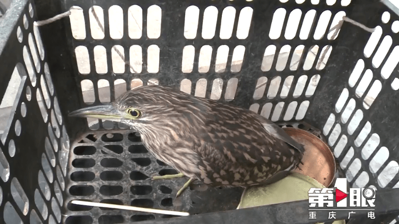 长尖嘴小鸟飞进居民家原来是国家二级保护动物灰鹭