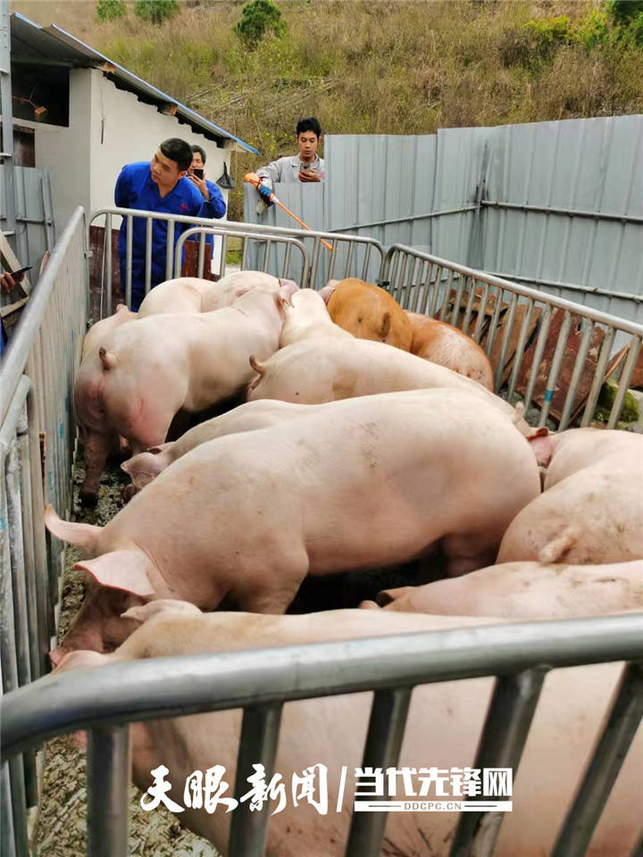 【四新四化蹲点采访】黎平永从镇上寨村:大力发展生猪养殖,猪肥了村民